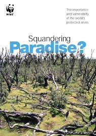 Image result for Loudetia kagerensis