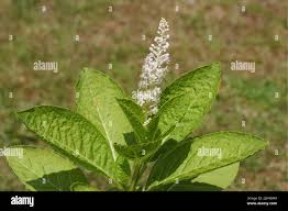 Image result for Phytolaccaceae