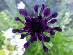 Image result for paprskovka obrázek