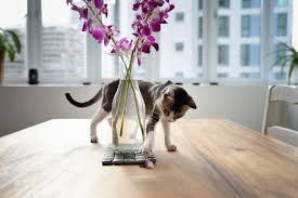 However, the long, pointed thorns can cause skin injuries that, if left. Houseplants Safe For Cats