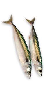 Fishes This Is Also Another Food That I Dislike The Only Time I Eat Fish This Is When My Parents Force Me To Eat It Fish Artwork Fish Fish Art