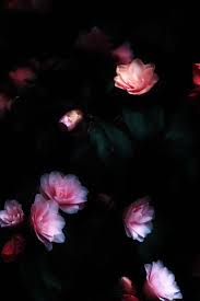 Flower Wallpaper Download In 2020 Beautiful Flowers Images Beautiful Flowers Wallpapers Beautiful Flowers Hd Wallpapers