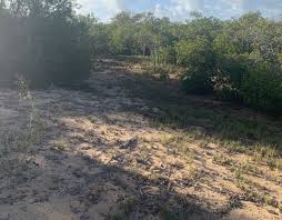 Image result for Elionurus platypus