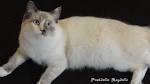 The Tortie Point Ragdoll - RAGDOLL CATS RAGDOLL KITTENS ...