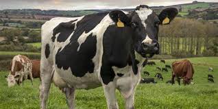 We have also provided further detailed answers. Number Of Shares In A Qurbani Animal Mathabah Org