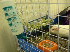 The hay rack is made of wood and has no chemicals or paints on it that could be dangerous for your pet if it is a fun diy toy as well as a practical hay feeder all in one. 40 Hay Rack Litter Box Ideas Hay Racks Litter Box Bunny Cages