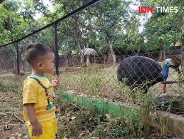 Check spelling or type a new query. Lucunya 2 Bayi Harimau Di Semarang Zoo Diberi Nama Covi Dan Vivid