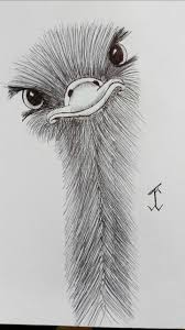 Animalsostrich Emu Ostrich Drawing Draw Pen Art Cizim Fikirleri Cizim Egitimleri Cizim