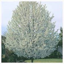 We did not find results for: Cleveland Select Flowering Pear Louisiana Nursery