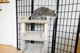 Tall 18 year old destroys older male opponent!! The Best Cat Trees For Apartments Reviews By Wirecutter