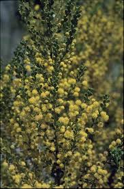 Image result for Acacia eriocarpa