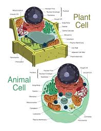 Animal cell and plant cell journal. Plant And Animal Cells On Behance