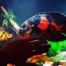 Best Food For Oscar Fish Growth The Pet Supply Guy Video Video Oscar Fish Tiger Oscar Fish Oscar Fish Food