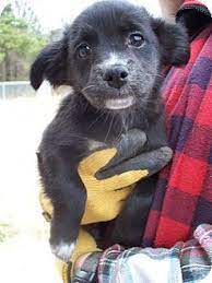These puppies located in pittsburgh come from many different zip codes, including, 15237, 15227 mankoamanda pittsburgh, pa 15237. Pin On Dogs In Need