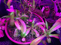 Ist es mögliche eine normale glühlampe, led lampe oder energiesparlampe für die beleuchtung von zimmerpfla. Beleuchtung Eure Meinung Zubehor Fur Karnivoren Gesellschaft Fur Fleischfressende Pflanzen E V