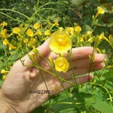 Image result for Ipomoea hederifolia