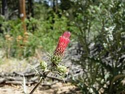 Image result for Cirsium  buchwaldii