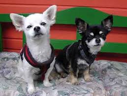 There's not much difference in shedding between the long and short (smooth) coated varieties either. Chihuahua Shedding How To Stay On Top Of It And Recognize Excessive Shedding