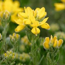 Image result for Genista