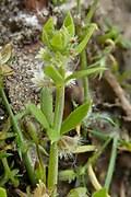 Image result for Galium ossirwaense