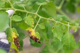Image result for tomato seedling early blight