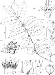 Image result for Rytigynia sp. M