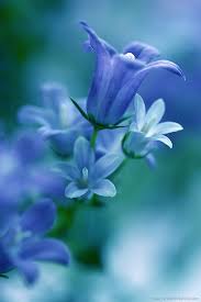 Don T Call Me Betty Light Blue Flowers Flower Beauty Pretty Flowers