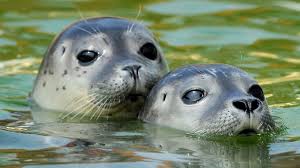 Check out robbenart's art on deviantart. Seehunde An Der Nordsee Helfer Zogen 2015 300 Tiere Auf Der Spiegel