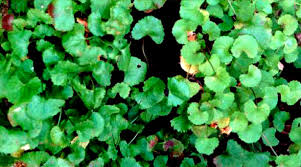 One way to distinguish the two is by looking at the placement of the leaf stem. Weed Control Service Alpharetta Organic Weed Control Roswell Weed Control Johns Creek Weedpro Lawn Care