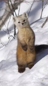 Pine Marten A Very Vicious Type Of Weasel But Soooo Adorable Horki Detenyshi Zhivotnyh Dikie Zhivotnye