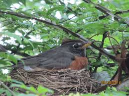 Female American Robin College Street Bridge East Rock Park New Haven Ct American Robin American American Life