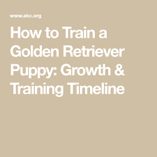 Training your golden retriever from a young age will help form a bond between. How To Train A Golden Retriever Puppy Growth Training Timeline Retriever Puppy Golden Retriever Puppy Retriever