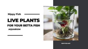 Fish guide for siamese fighting fish, betta splendens, betta profile with fish pictures, description and information, betta fish care, diet, habitat and fish diseases, tank mates and keeping the betta fish care infographic, a handy cheat sheet that will benefit any keepers of siamese fighting fish. Live Aquarium Plants For Your Betta Fish Fish Care