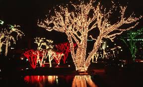 You can light your trees from the ground with snowflakes, ornaments, skaters or happy holiday etc. What Are The Best Christmas Lights For Outdoor Foliage Lighting Christmas Designers