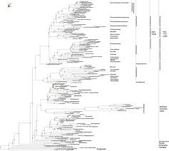 Image result for Centemopsis longipedunculata