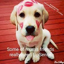 Lovelealipcolour Lipsense Senegence Cute Wild Animals Dog Friends Cute Animal Videos