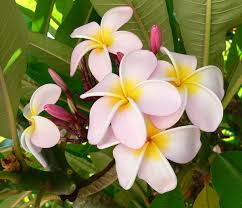 Plumeria — Wikipédia