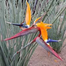 Image result for Strelitzia caudata