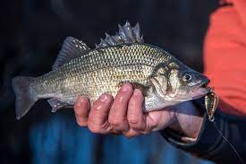 New Jersey Fishing Report December 31 2020 On The Water