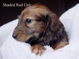 Sable doxie should meet the breed standard with these key characteristics: Cheniesvilla Miniature Dachshunds Include Cream Chocolate Black N Tan Red Puppies For Sale