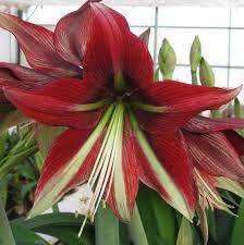 Allium Ampeloprasum Amaryllis Easy To Grow Bulbs Amaryllis Bulbs