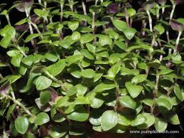 Check spelling or type a new query. Callisia Repens Turtle Bambino Pumpkin Beth