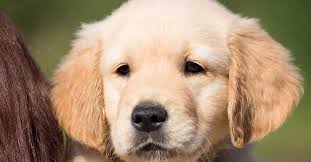 How much do golden retrievers cost? How To Pick A Golden Retriever Puppy From The Litter 6 Helpful Tips Golden Hearts