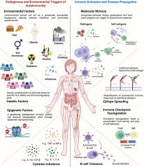 Image result for Autoimmunity