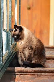 Keep them fed with either special food or approved human food and you're good. Are Siamese Cats Good For Apartments Faqcats Com