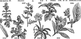 Image result for Teedia lucida