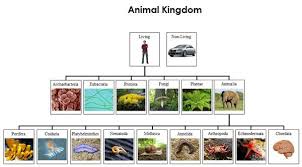 Animal Kingdom Charts Cards