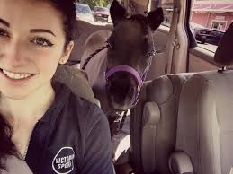 Muffin the Miniature Therapy Horse