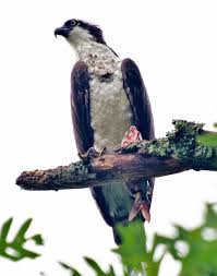 Birds Of Prey Western North Carolina Osprey Black Mountain Nc
