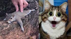 Weitere ideen zu lustige tierbilder, lustige tiere, lustige bilder. Susse Und Lustige Tiere 2019 Lustige Tiere Zum Totlachen Vol 15 Funny Dutube Youtube
